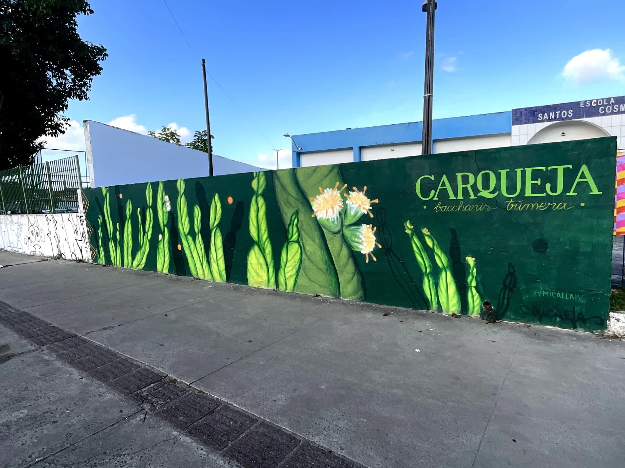 Foto do Mural representando a planta Carqueja pintado por Micaela Nunes